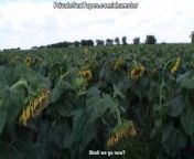 Real passion of teenage couple in the field of sunflowers from scooters and sunflowers and nudists
