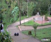 Colombiana de grandes tetas es captada en parque se deja follar from chup call kajal